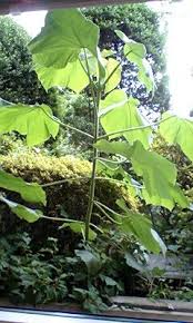 植物の名前を教えてください 窓の外に 直径三十センチ以上もあ 人力検索はてな