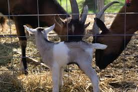 The normal gestation time for goats is 145 to 155 days. Is My Goat Pregnant How To Tell If Your Goat Is Going To Have Babies