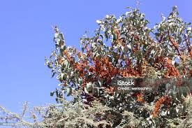 Image result for Phragmanthera