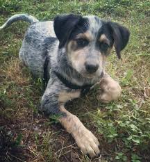 Black And White Blue Heeler Mix Blue Heeler Beagle Mix Heeler Mix Heeler Puppies Bluetick Coonhound