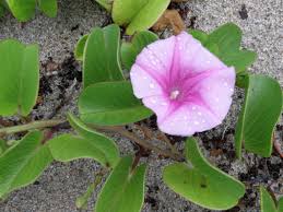 Image result for Ipomoea pes-caprae