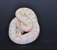 Super Pastel Super Banana Het Ghost Ball Python By Marki Reptiles Ball Python Pet Snake Ball Python Morphs