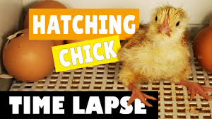 Hatching Eggs Chicks Chickens Time Lapse Video Youtube