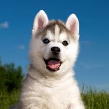 Beyond the basics, some additional puppy costs may pop up. Siberian Husky Puppies For Sale Puppyspot
