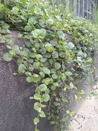 Image result for Evolvulus nummularius