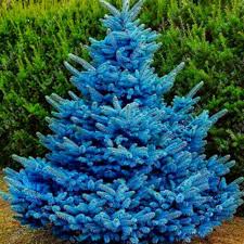 We did not find results for: 20pcs Rare Colorado Blue Spruce Seeds Growing In Pots Christmas Tree Seed Buy At A Low Prices On Joom E Commerce Platform