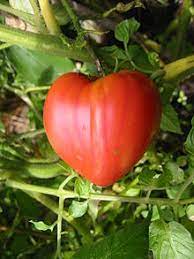 Relocate your tomato plants in different parts of your garden each year to avoid diseases. Beefsteak Tomato Wikipedia