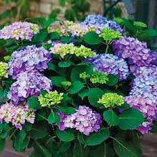 Really wow your neighbors and have a flowering shrub that is one of a kind with this plant. Hydrangea Macrophylla Pp25836 Proven Winners Color Choice Let S Dance Rhythmic Blue From David S Nursery