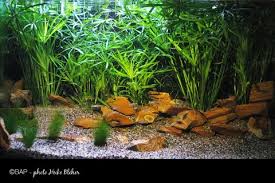 Image result for Najas horrida