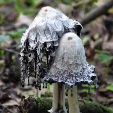 Tim graham/tim graham photo library via getty images. Pin On Shrooms