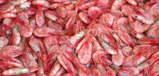 Nothing is better than perfectly cooked shrimp. Sirena Group Cold Water Shrimp Pandalus Borealis