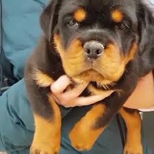 3 large breed girls puppies (charlotte) hide this posting restore restore this posting. Rottweiler Puppies For Sale An Adoption Home Facebook