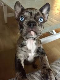 French Bulldog Black And Blue Eyes English Bulldog Puppy Tips On What You Must Do When You Get Him Home For The First Time In 2020 Bulldog Puppies French Bulldog Dog French Bulldog Puppies
