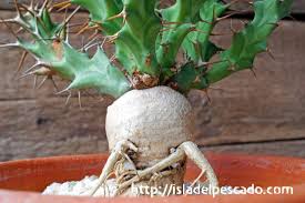 Image result for Euphorbia clavigera