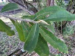 Image result for Tarchonanthus trilobus