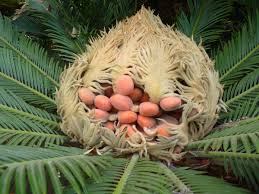 Research by the university of guam on cycad seed age was the cover story of the june 2020 issue university of guam research has revealed that younger cycad seeds pose a greater risk for toxicity. The Family Of Cycads Jardin Botanico Fuerteventura