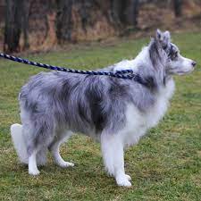 Border Collie Rescue Of Minnesota Beautiful Dogs Dog Adoption Border Collie
