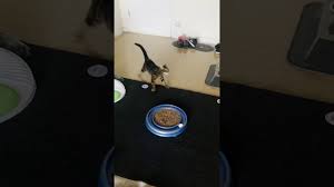 By arrangement with ansada licensing group, llc. 13 Simple Diy Toilet Paper Roll Toys For Cats Caticles