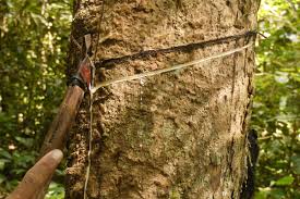 Image result for Hevea brasiliensis