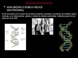 ÁCIDOS NUCLEICOS. - ppt video online download