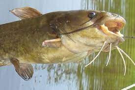 How to keep a bullhead catfish. Yellow Bullhead Oregon Department Of Fish Wildlife
