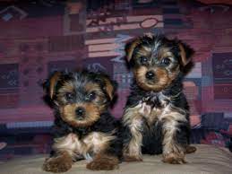 Thinking that shelling out $2,000 for a yorkie is too much? Yorkshire Terrier Puppy Dog Kennel