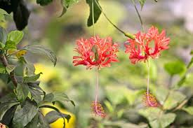Image result for Hibiscus schizopetalus