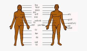 Parts of the body is an essential topic when teaching english to kids / beginner students. Human Body Parts Pa Body Parts Of Boy Hd Png Download Kindpng