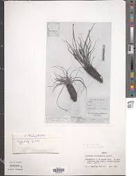 Image result for Xerophyta equisetoides