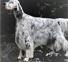 Black And White English Setter Dog Brother Chase Also In Black White English Setter Dogs English Setter Hunting Dogs