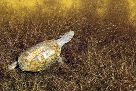 This differentiates them from a very similar species of turtle, the african helmeted turtle (pelomedusa subrufa) which sports a fixed plastron. African Helmeted Turtle Pelomedusa Subrufa In A Reservoir In The Etosha National Park Namibia Stock Image Image Of Turtle Tortoise 119961861