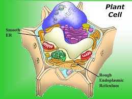 Endoplasmic reticulum has two major regions: Plant And Animal Cells Ppt Download