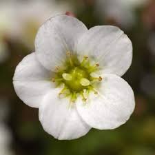 Wholesale Saxifraga Alpino Early White Improved Rooted Plug Liners
