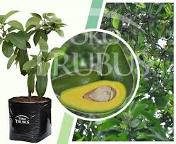 Pupuk tanaman sangat dibutuhkan untuk meningkatkan pertumbuhan. Bibit Alpukat Sijago Manis Dan Gurih Toko Trubus Official