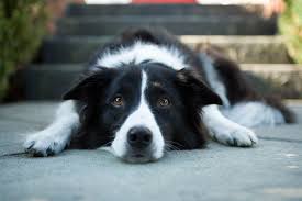 How To Treat Bladder Stones In Dogs