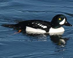 Baby Black And White Duck Breeds Can You Name The 12 Types Of Ducks Duck Species Types Of Ducks Goldeneye Duck