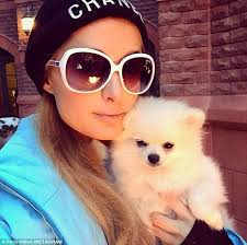 Paris Hilton dresses her pup in a tartan kilt