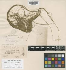 Image result for Eleocharis retroflexa