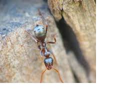 Image result for Formica fusca