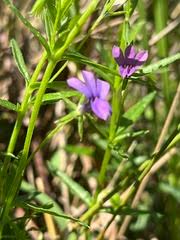 Image result for Monopsis stellarioides