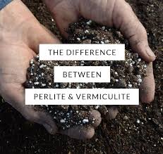 The Difference Between Vermiculite And Perlite Soil Additives Organic Soil Seed Germination