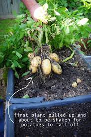 • growing potatoes in rows is an ideal way to grow potatoes. Potato Harvest Raised Urban Gardens Planting Potatoes How To Grow Potatoes Growing Potatoes