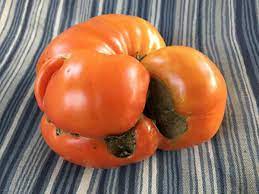Check spelling or type a new query. Catfacing On Tomatoes University Of Maryland Extension