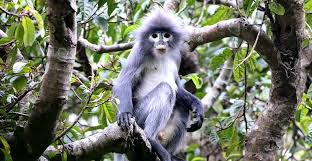 Top 15 Species Discoveries From 2020 Photos