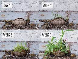 Personal Growth Become A Guerrilla Gardener Amex Essentials