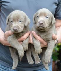 Browse thru thousands of labrador retriever dogs for adoption in pennsylvania, usa area, listed by dog rescue organizations and individuals, to find your match. Socialized Silver Labrador Retriever Pups For Sale