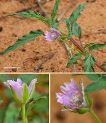 Image result for Monsonia angustifolia