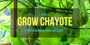 6 Proven Methods On How To Grow Chayote Successfully Growing Veggies Growing Edible Landscaping