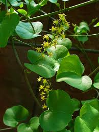 Image result for Dioscorea minutiflora