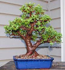 17 Lucky Plants And Flowers For Fortune Bonsai Tree Care Jade Bonsai Bonsai Tree